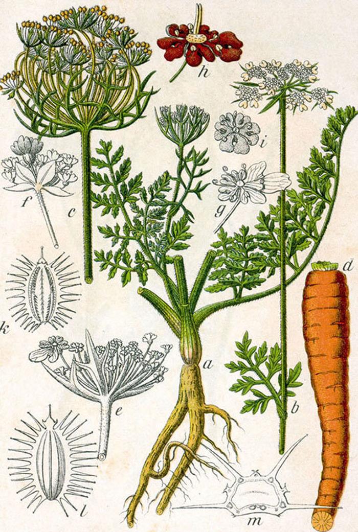 Arbordoun's Abundantly Herbal Skin Care Products - Lopez Island, WA