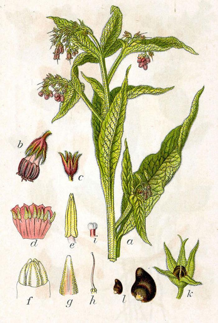 Arbordoun's Abundantly Herbal Skin Care Products - Lopez Island, WA