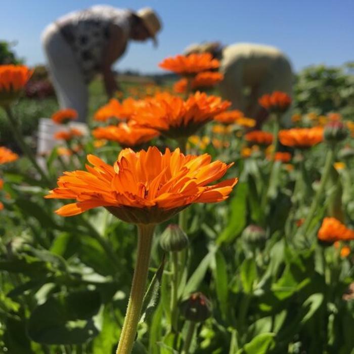 Arbordoun's Abundantly Herbal Skin Care Products - Lopez Island, WA
