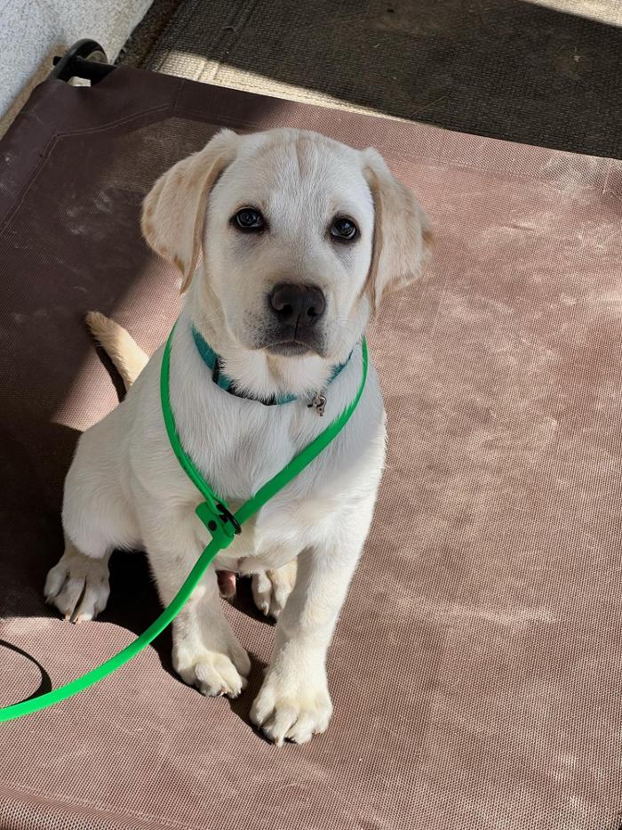 Small Town Board N Train - Laton, CA