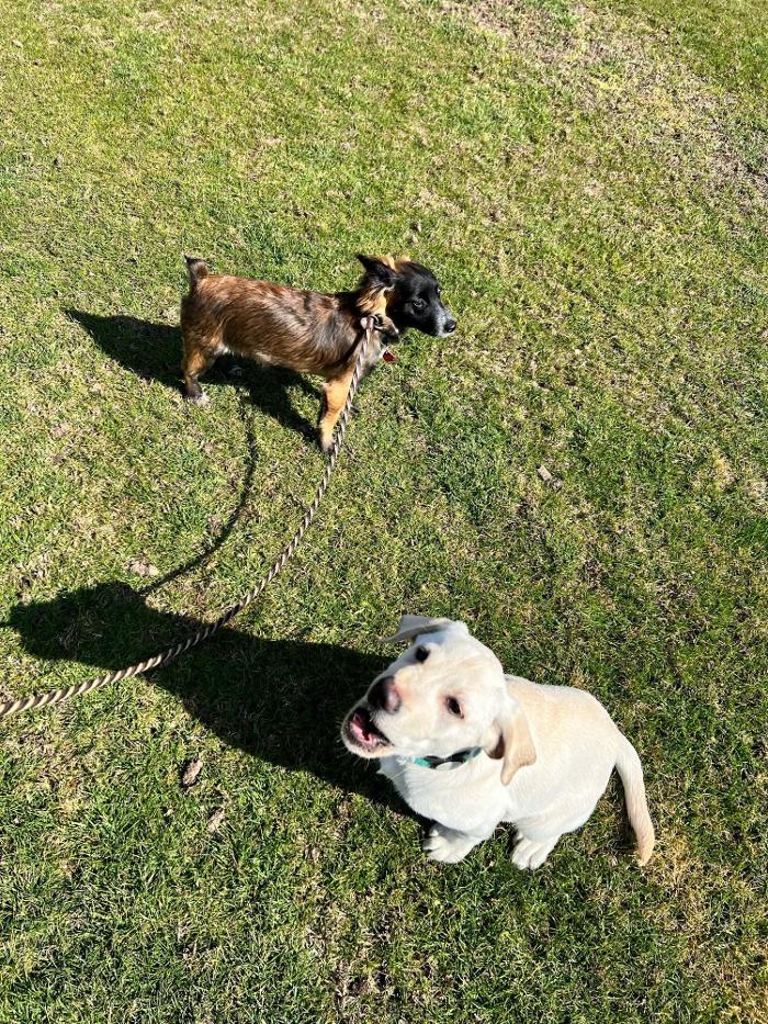 Small Town Board N Train - Laton, CA