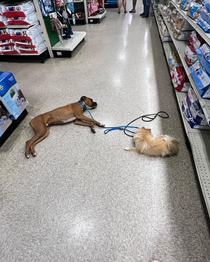 Small Town Board N Train - Laton, CA