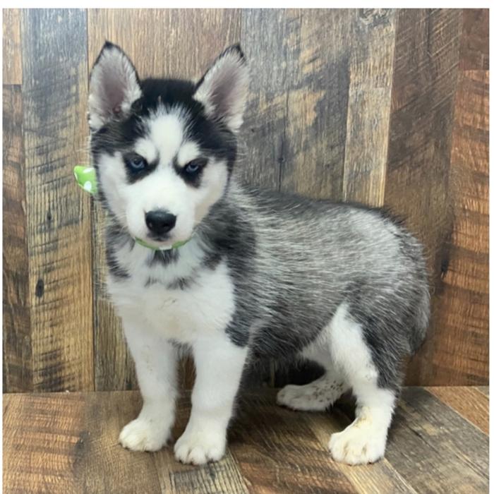 Puppy's Hubz - Gastonia, NC