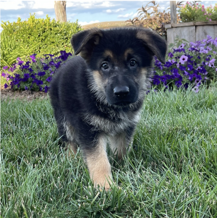 Puppy's Hubz - Gastonia, NC