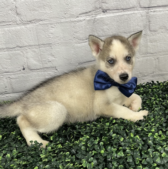 Puppy's Hubz - Gastonia, NC