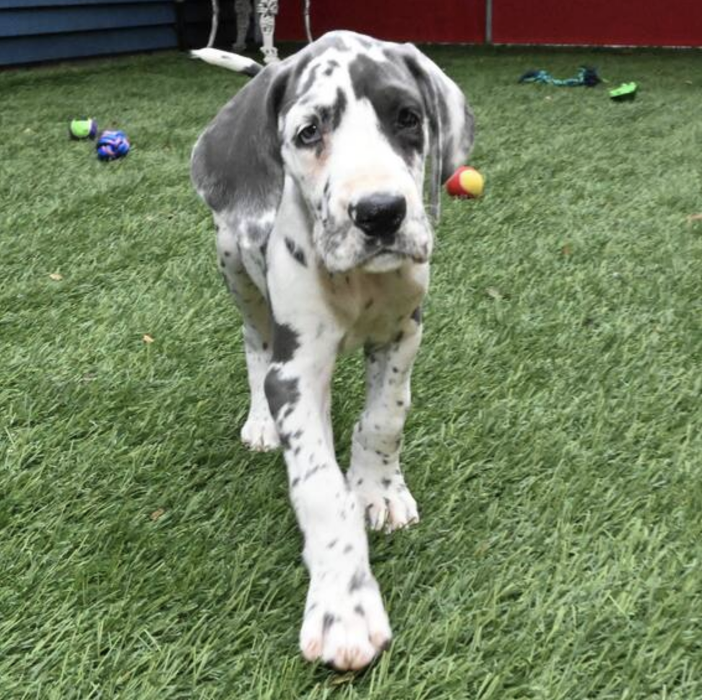 Puppy's Hubz - Gastonia, NC