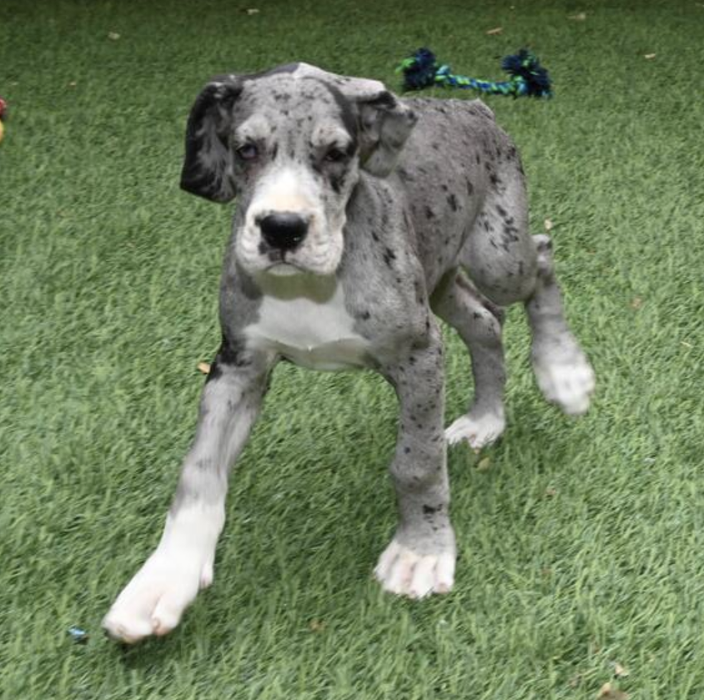 Puppy's Hubz - Gastonia, NC