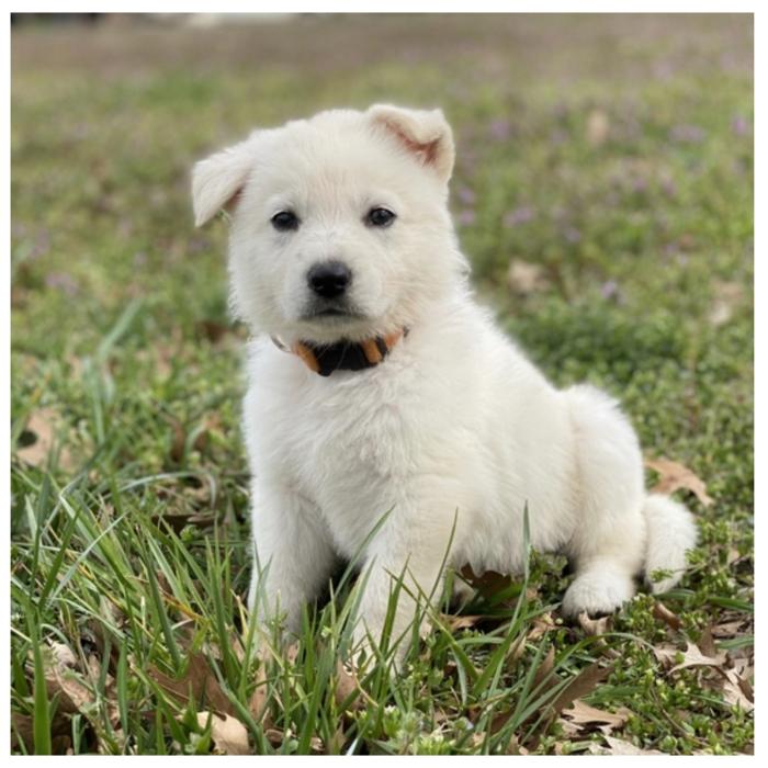 Puppy's Hubz - Gastonia, NC