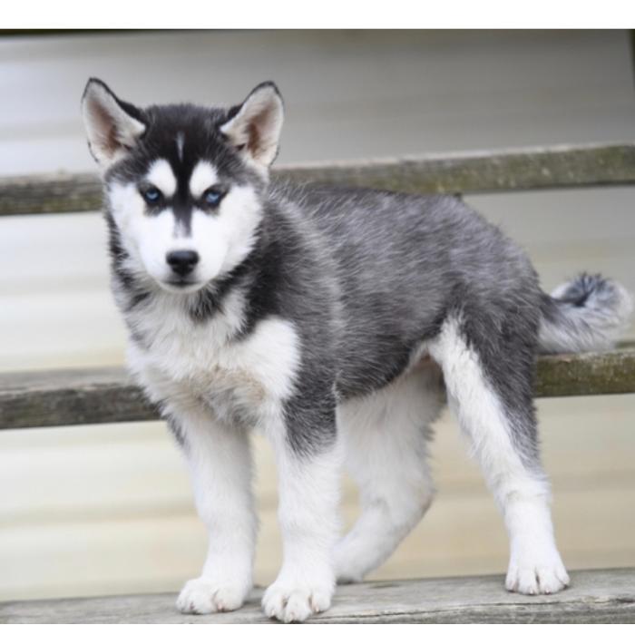 Puppy's Hubz - Gastonia, NC