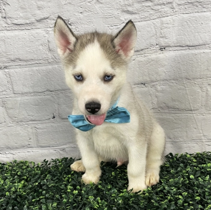 Puppy's Hubz - Gastonia, NC