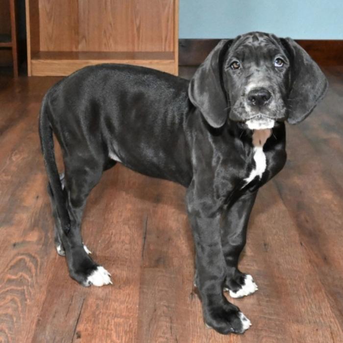 Puppy's Hubz - Gastonia, NC