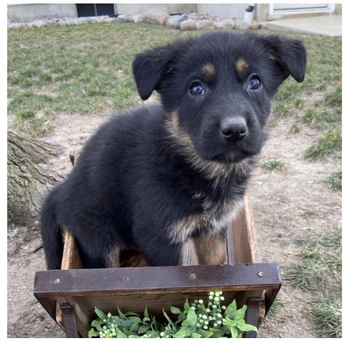 Puppy's Hubz - Gastonia, NC