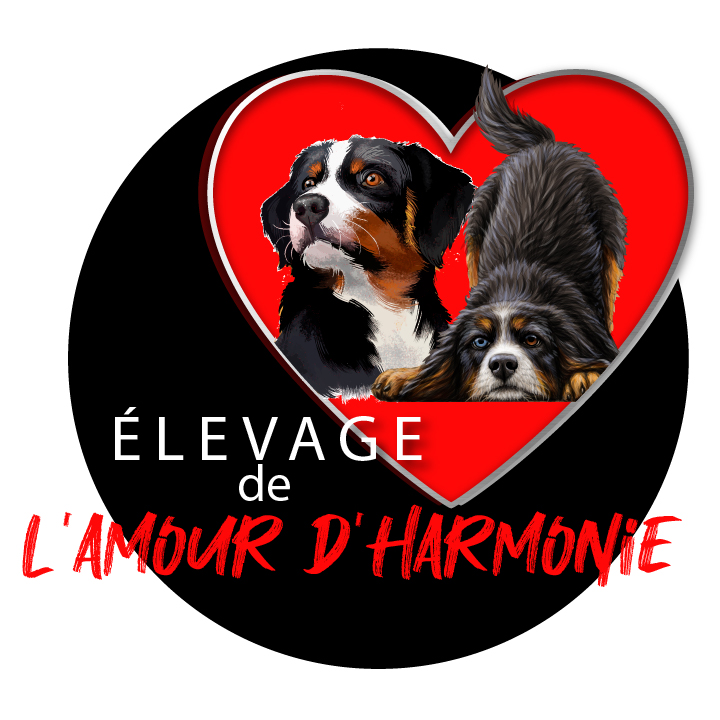 ELEVAGE DE BERGER AUSTRALIEN DE L'AMOUR D'HARMONIE Expert