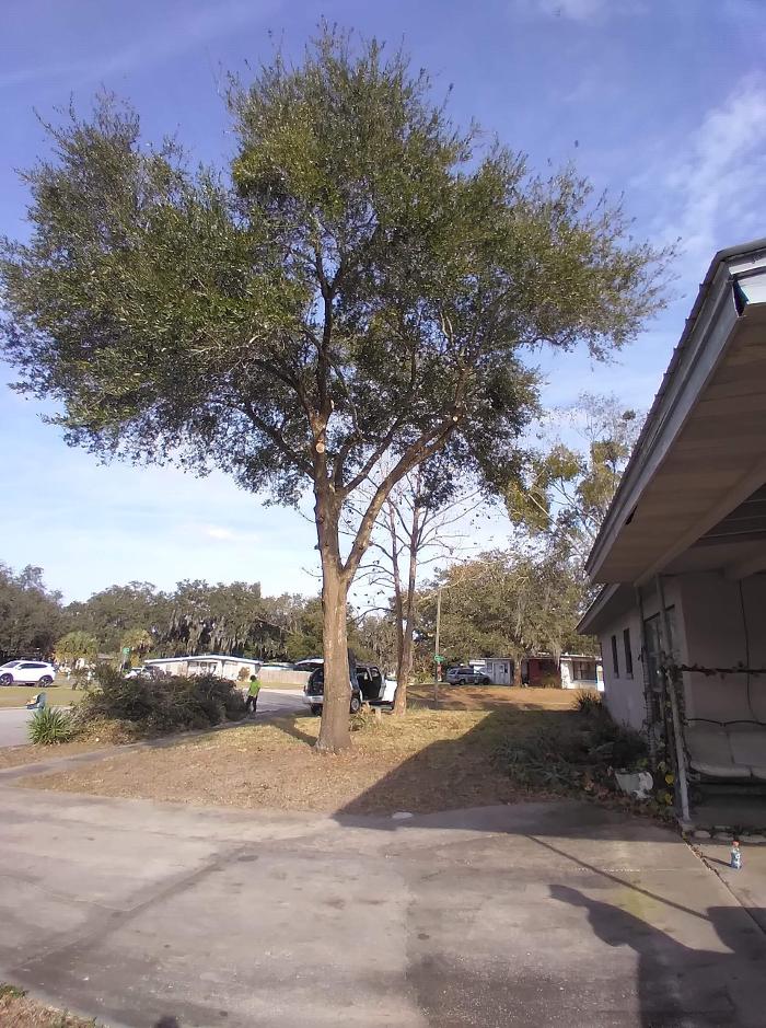 Zack's Quality Lawn And Tree Services, LLC - Titusville, FL