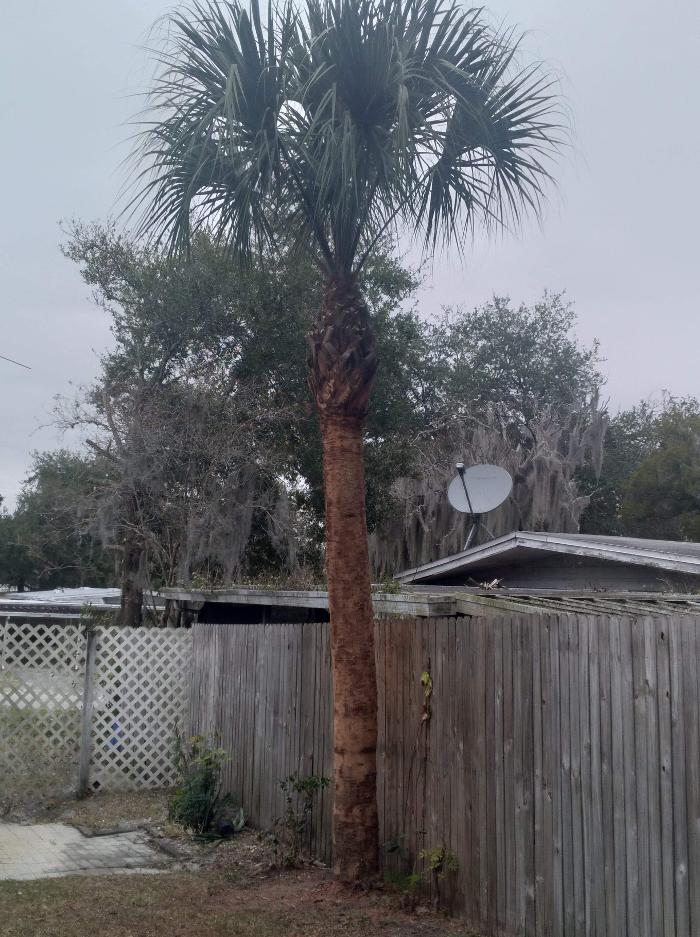Zack's Quality Lawn And Tree Services, LLC - Titusville, FL