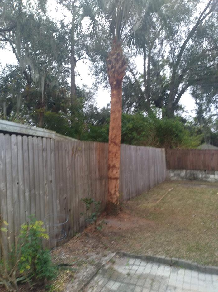 Zack's Quality Lawn And Tree Services, LLC - Titusville, FL