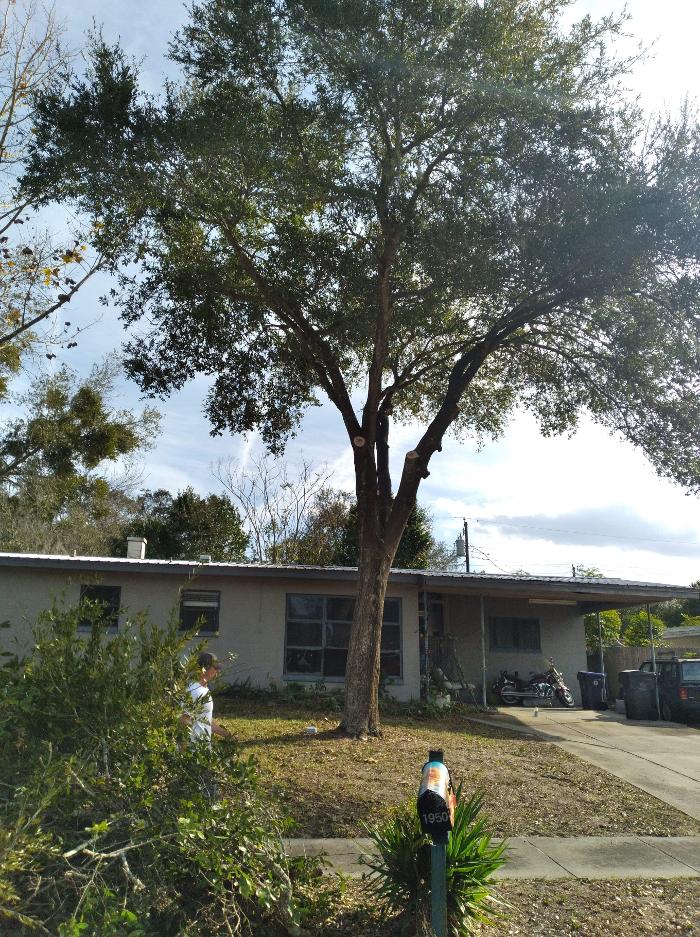 Zack's Quality Lawn And Tree Services, LLC - Titusville, FL