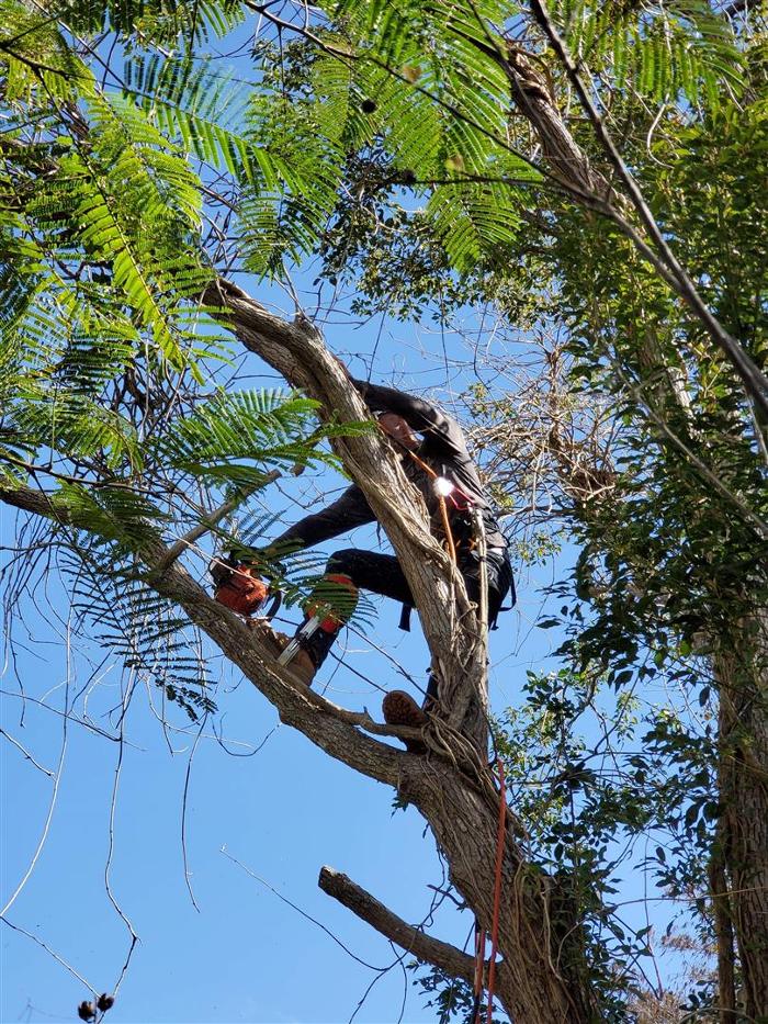 Zack's Quality Lawn And Tree Services, LLC - Titusville, FL