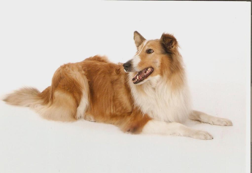 Collies vom Kaninchenhof in Versmold - Logo