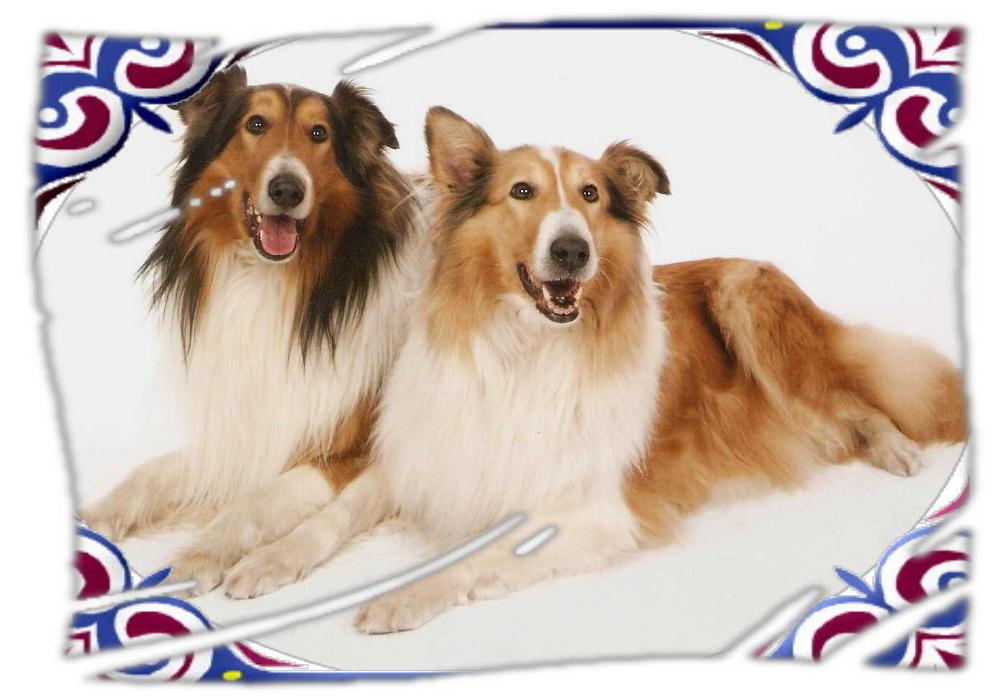 Collies vom Kaninchenhof in Versmold - Logo