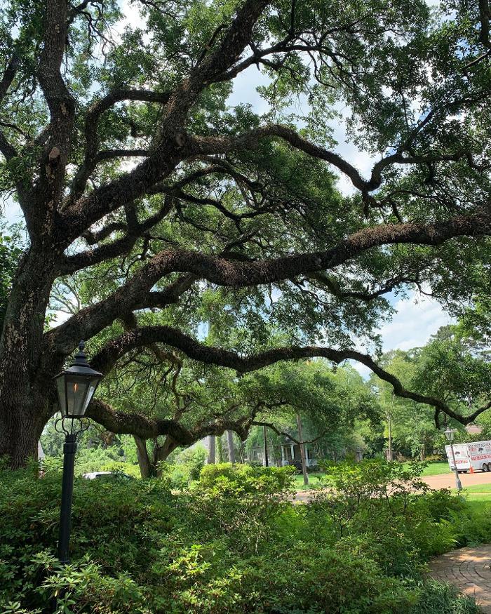 BDC Tree Service - Pineville, LA