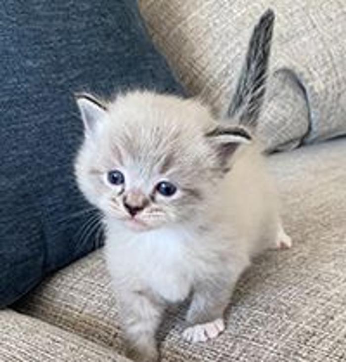 Sdragdolls - Chula Vista, CA