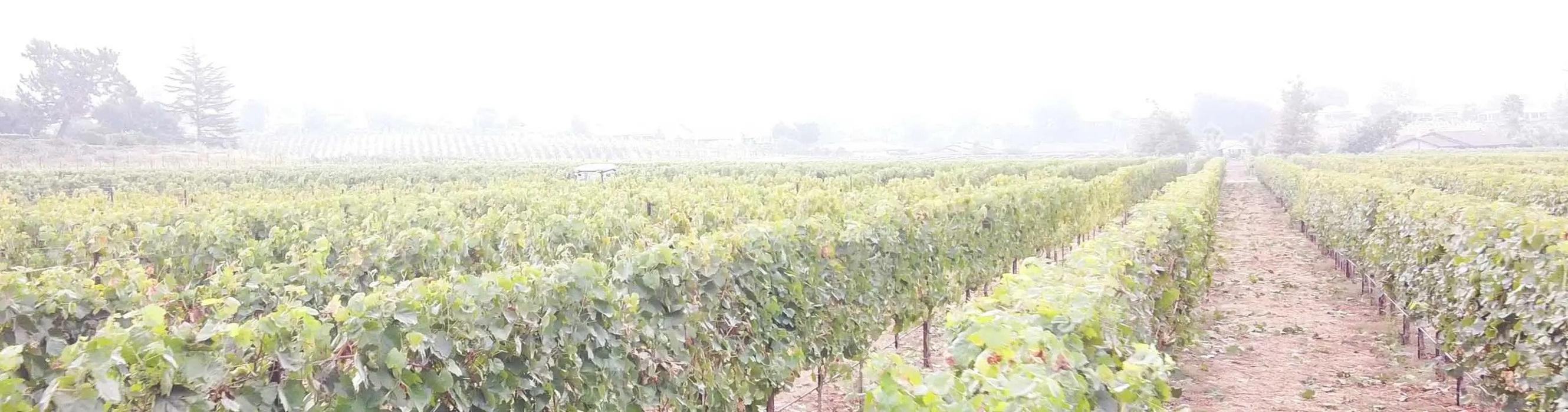 Monserate Winery - Fallbrook, CA