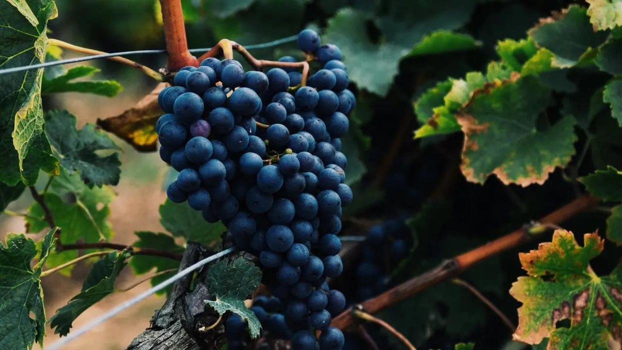 Monserate Winery - Fallbrook, CA