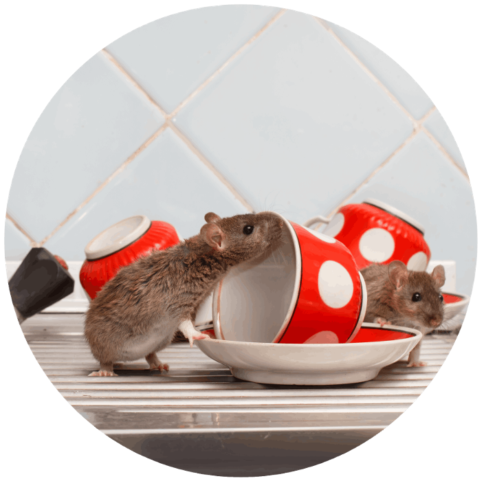 Critter Capture LLC - Flowood, MS