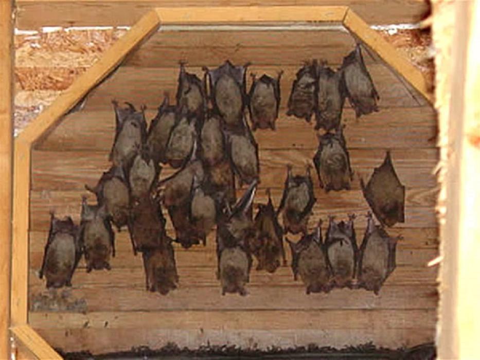 Critter Capture LLC - Flowood, MS