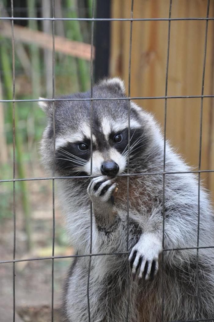 Critter Capture LLC - Flowood, MS