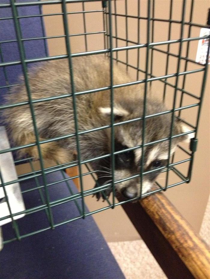 Critter Capture LLC - Flowood, MS