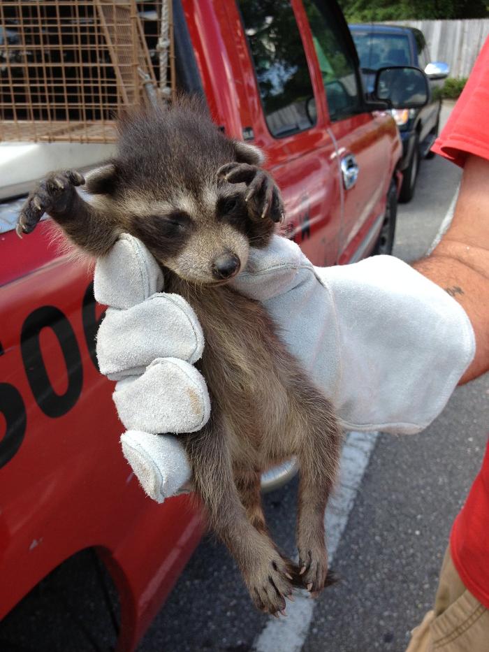 Critter Capture LLC - Flowood, MS