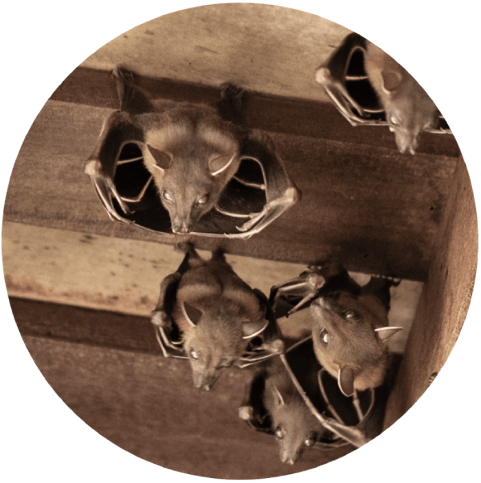 Critter Capture LLC - Flowood, MS