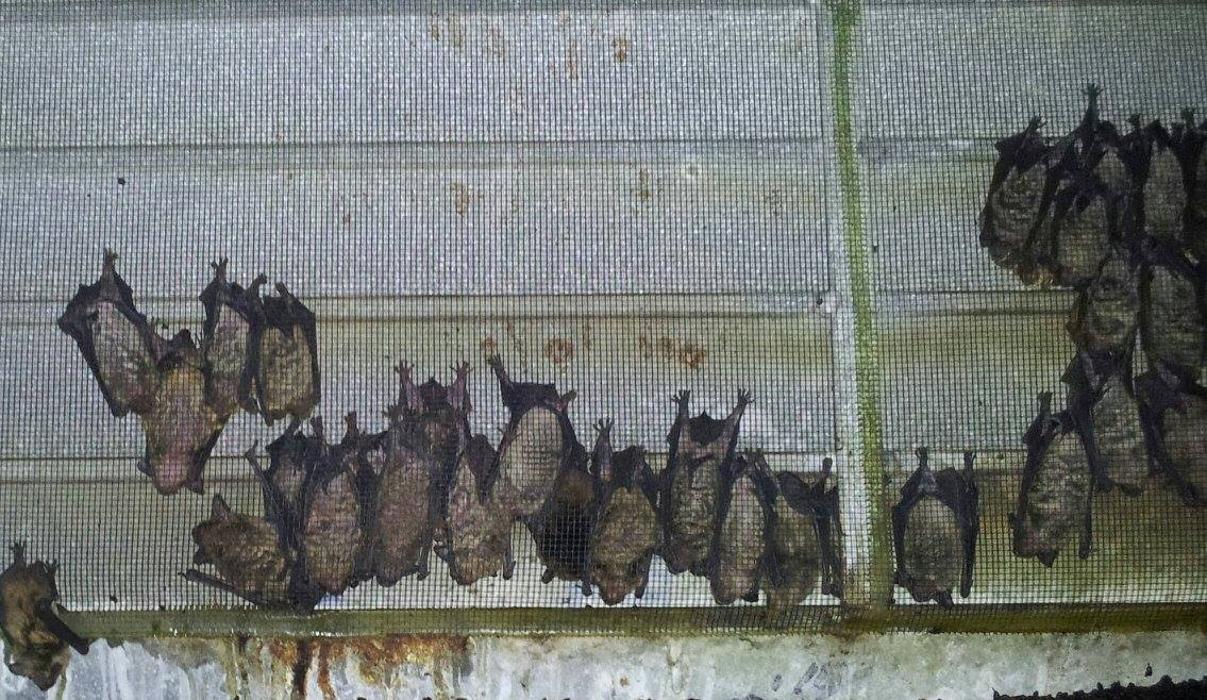 Critter Capture LLC - Flowood, MS