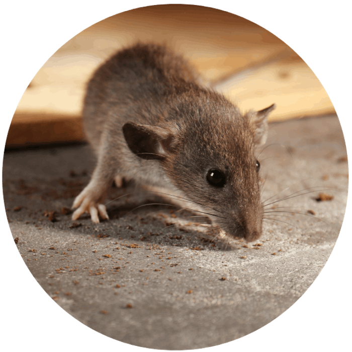 Critter Capture LLC - Flowood, MS