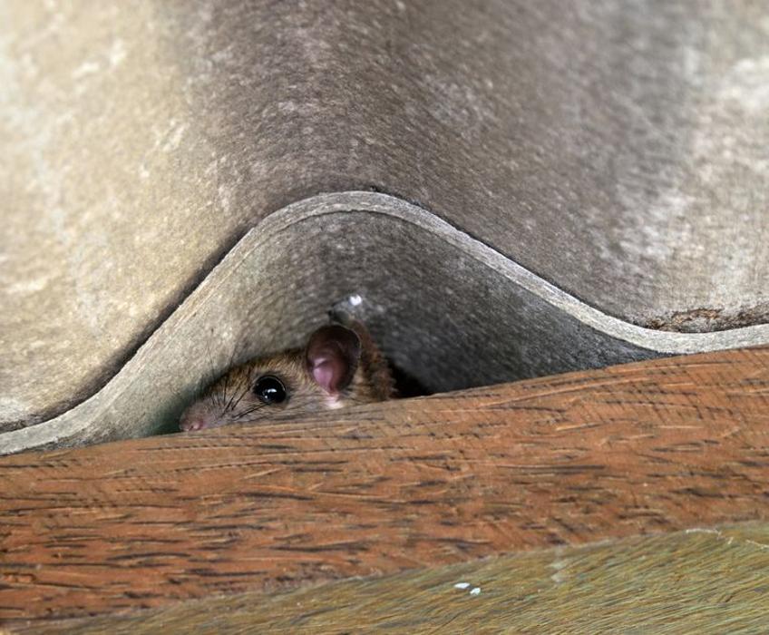 Critter Capture LLC - Flowood, MS
