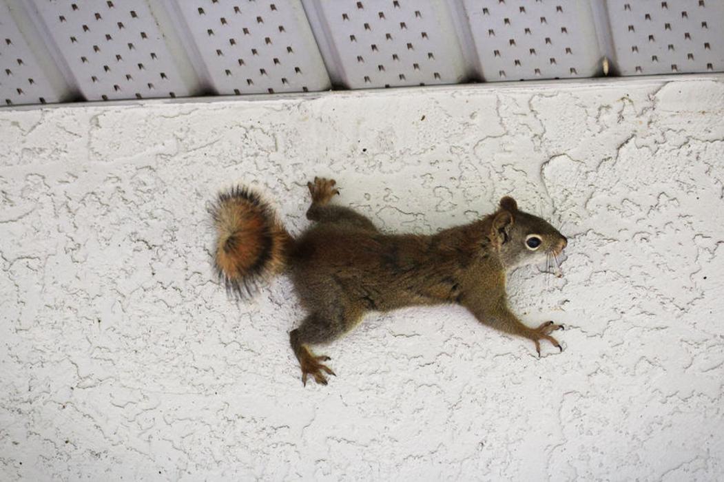 Critter Capture LLC - Flowood, MS