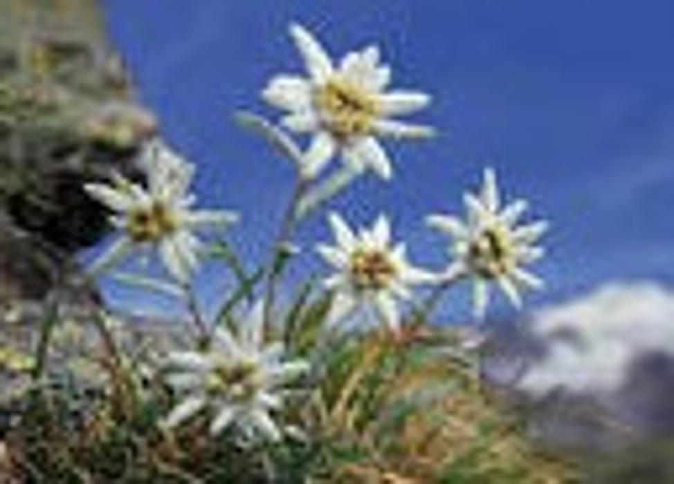 Bild zu Pflege & Betreuungsdienst Edelweiss in Brunnthal Kreis München Bild zu Pflege & Betreuungsdienst Edelweiss in Brunnthal Kreis München