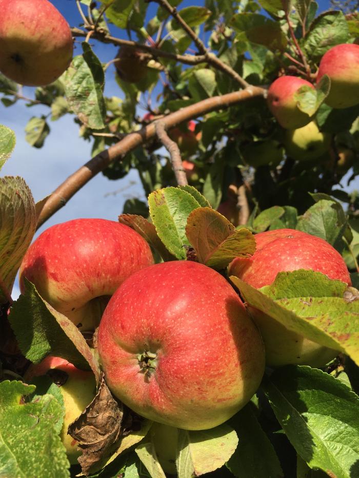 Fotos - Baum & Biene - 2