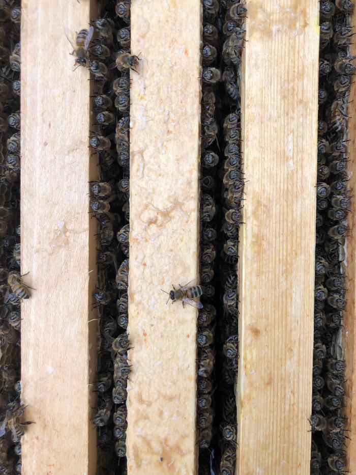 Fotos - Baum & Biene - 5