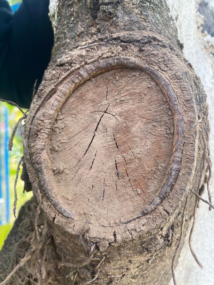 Fotos - Baum & Biene - 4