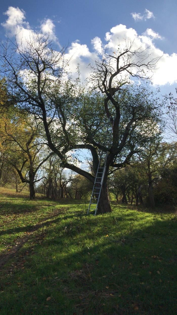 Fotos - Baum & Biene - 1