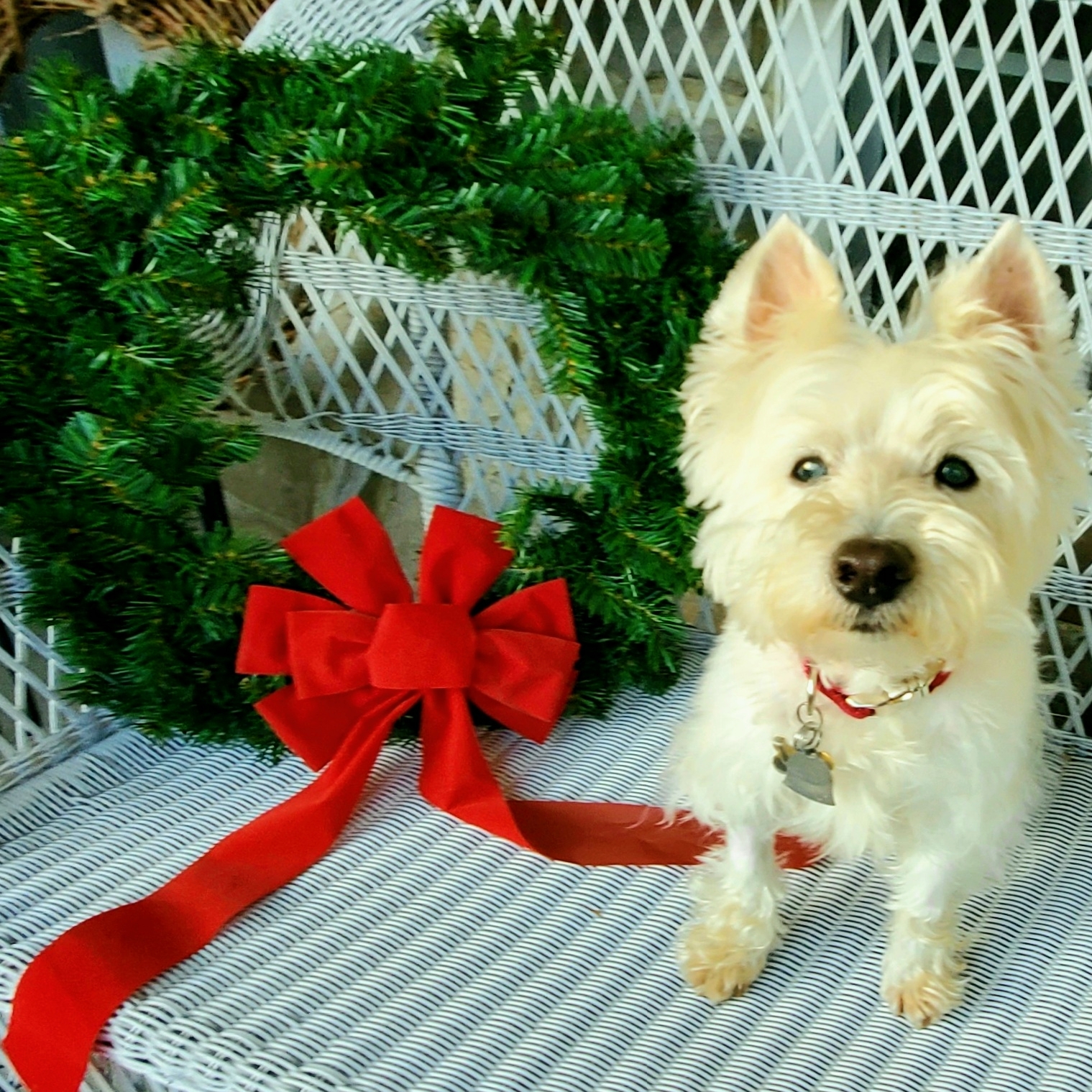 Dog walking services