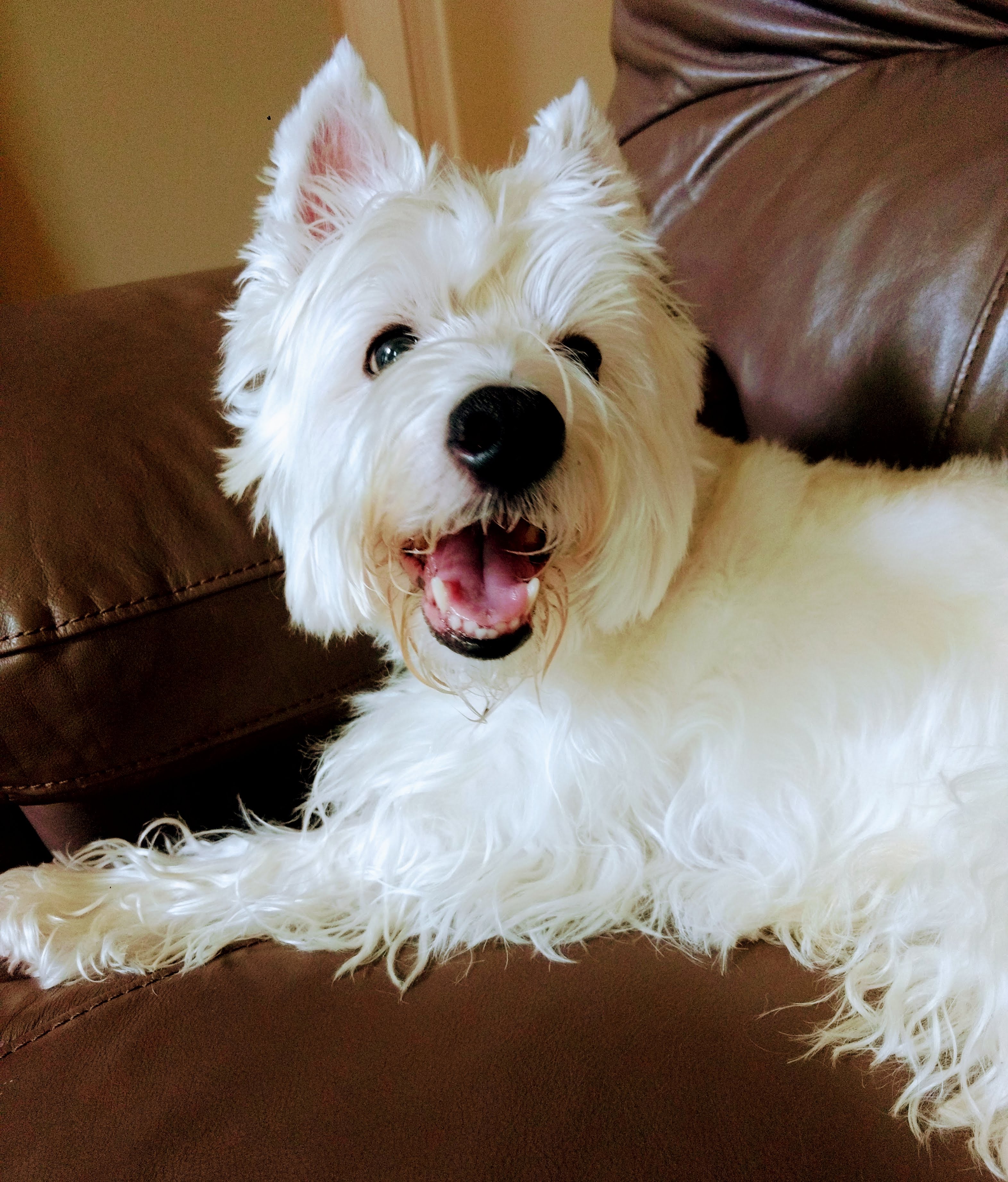 Dog walking services