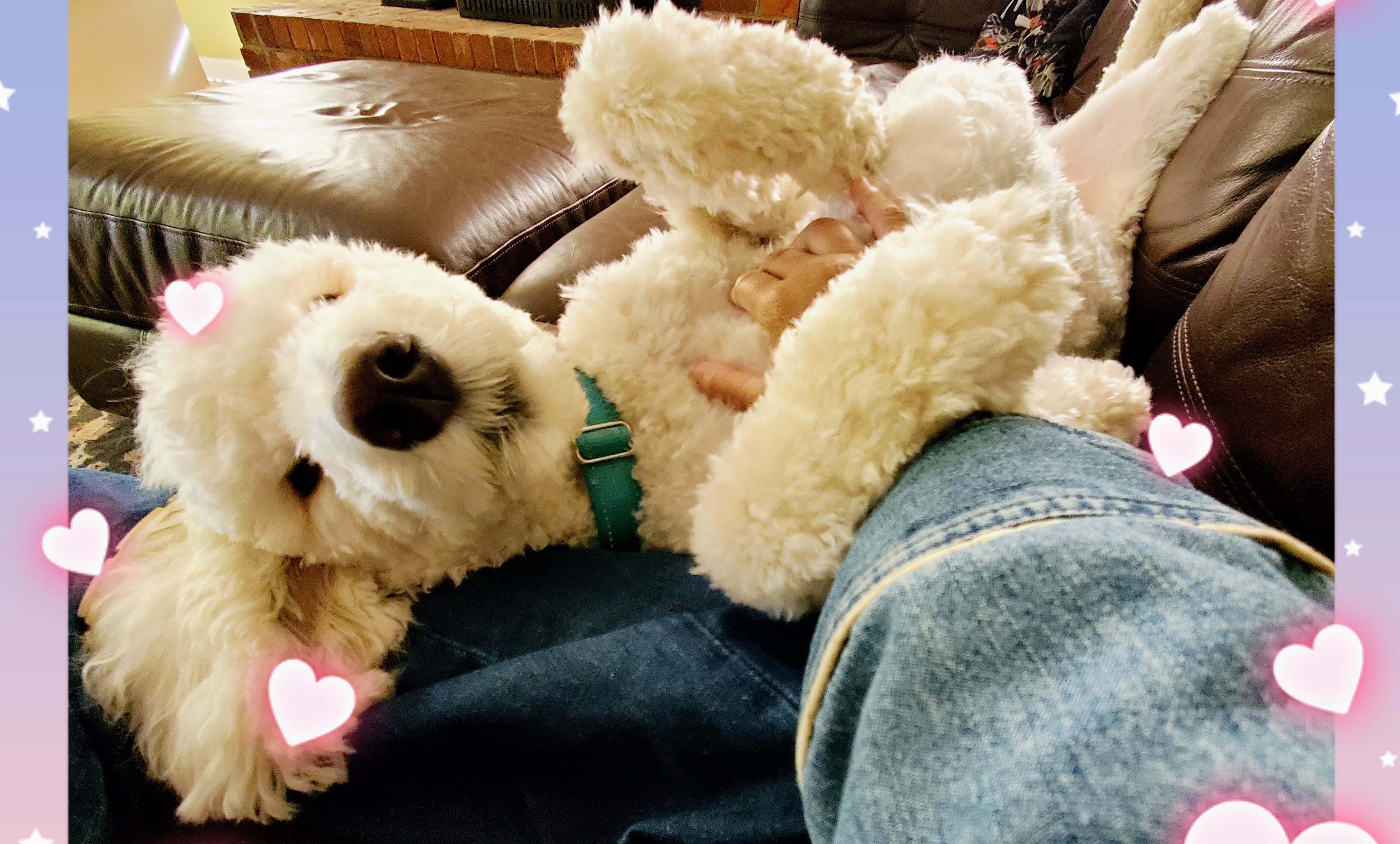 Dog walking services