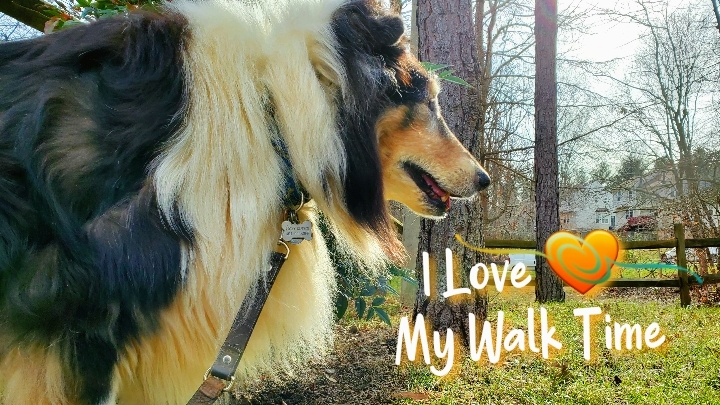 Dog walking services