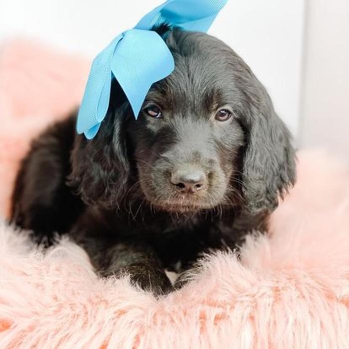 Camp Doodle Woods - Pasco, WA