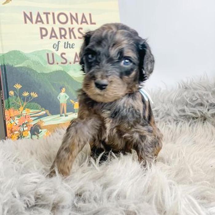 Camp Doodle Woods - Pasco, WA