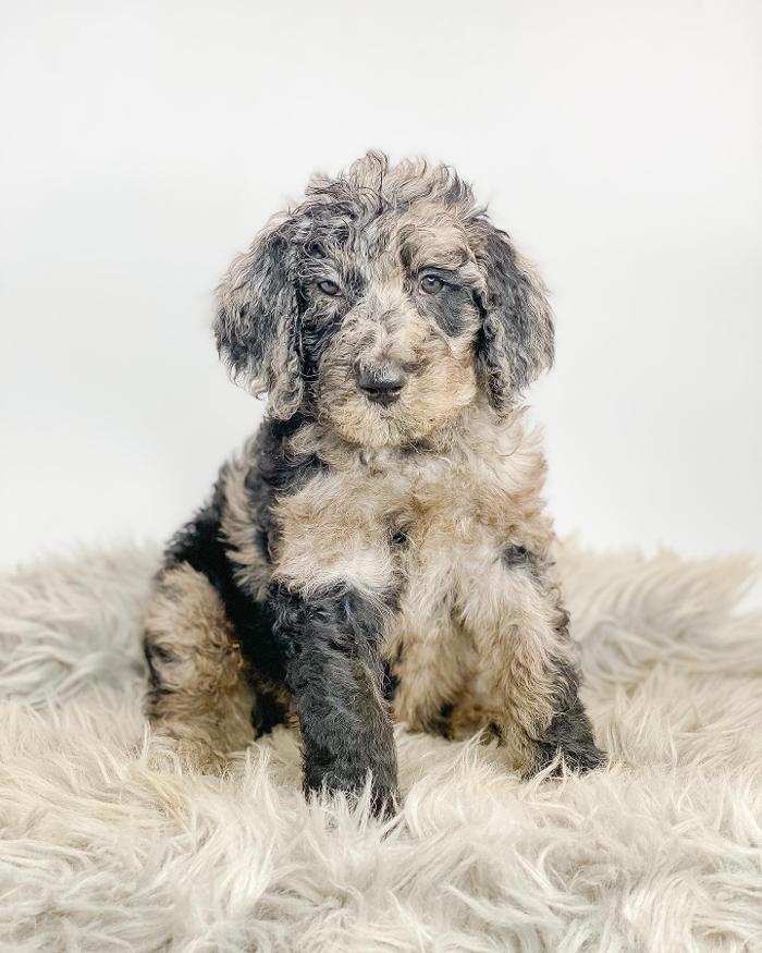 Camp Doodle Woods - Pasco, WA